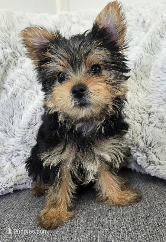 Violet  – Yorkshire Terrier puppy for sale in Fredericksburg, OH