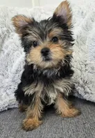 Violet , a female Yorkshire Terrier for sale in Fredericksburg, OH – 1 of 6