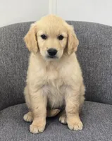 Brandy , a female Golden Retriever for sale in Fredericksburg, OH – 2 of 6