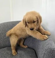 Rusty , a male Golden Retriever for sale in Fredericksburg, OH – 2 of 6