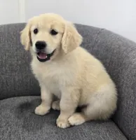 Bailey , a female Golden Retriever for sale in Fredericksburg, OH – 3 of 4