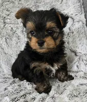 Pepper , a male Yorkshire Terrier for sale in Fredericksburg, OH – 4 of 5