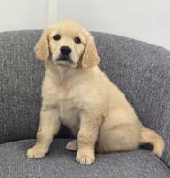 Brandy , a female Golden Retriever for sale in Fredericksburg, OH – 1 of 6
