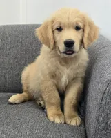 Niko, a male Golden Retriever for sale in Fredericksburg, OH – 8 of 8