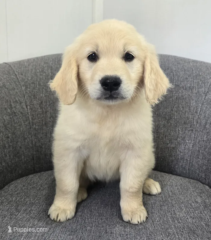 Bailey  – Golden Retriever puppy for sale in Fredericksburg, OH