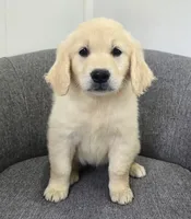 Bailey , a female Golden Retriever for sale in Fredericksburg, OH – 1 of 4