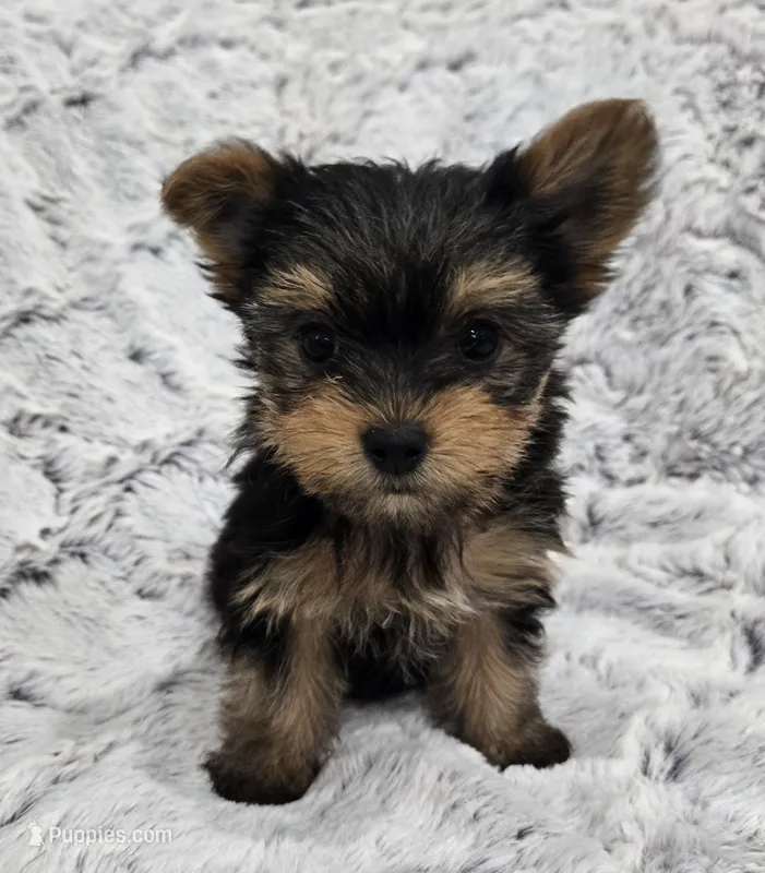 Oakley  – Yorkshire Terrier puppy for sale in Fredericksburg, OH