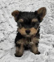 Oakley , a female Yorkshire Terrier for sale in Fredericksburg, OH – 1 of 5