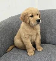 Rocky , a male Golden Retriever for sale in Fredericksburg, OH – 4 of 6