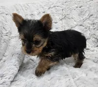 Opal , a female Yorkshire Terrier for sale in Fredericksburg, OH – 6 of 10