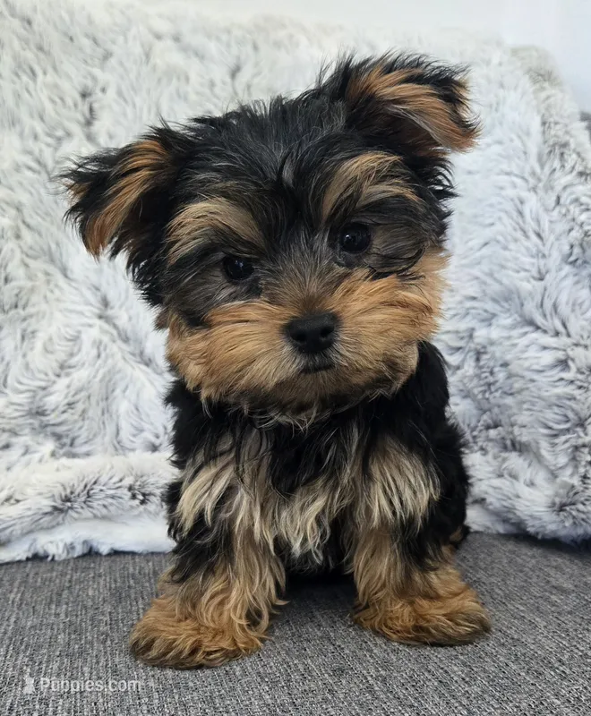 Teddy  – Yorkshire Terrier puppy for sale in Fredericksburg, OH