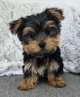 Teddy , a male Yorkshire Terrier for sale in Fredericksburg, OH – 1 of 7