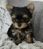 Pearl, a female Yorkshire Terrier for sale in Fredericksburg, OH – 2 of 7