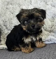 Lily , a female Yorkshire Terrier for sale in Fredericksburg, OH – 3 of 7