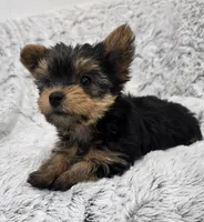 Oakley , a female Yorkshire Terrier for sale in Fredericksburg, OH – 5 of 5