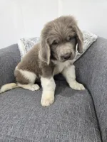 Scout , a male Newfoundland for sale in Fredericksburg, OH – 6 of 6