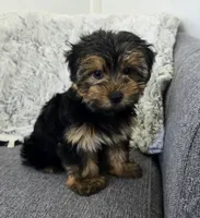 Tommy , a male Yorkshire Terrier for sale in Fredericksburg, OH – 3 of 7