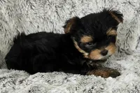 Parker, a male Yorkshire Terrier for sale in Fredericksburg, OH – 5 of 6