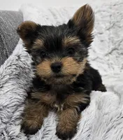 Oakley , a female Yorkshire Terrier for sale in Fredericksburg, OH – 3 of 5