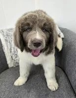 Sawyer , a male Newfoundland for sale in Fredericksburg, OH – 5 of 10