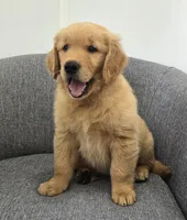 Rusty , a male Golden Retriever for sale in Fredericksburg, OH – 5 of 6
