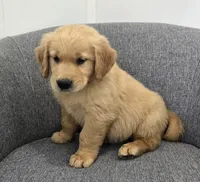 Rocky , a male Golden Retriever for sale in Fredericksburg, OH – 1 of 6
