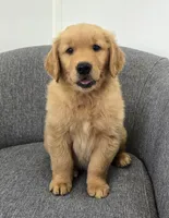 Rusty , a male Golden Retriever for sale in Fredericksburg, OH – 3 of 6