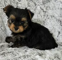 Pepper , a male Yorkshire Terrier for sale in Fredericksburg, OH – 2 of 5