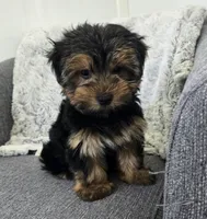 Tommy , a male Yorkshire Terrier for sale in Fredericksburg, OH – 1 of 7