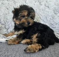 Tommy , a male Yorkshire Terrier for sale in Fredericksburg, OH – 6 of 7