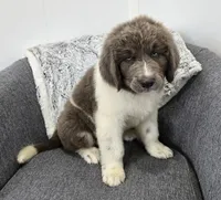 Sawyer , a male Newfoundland for sale in Fredericksburg, OH – 3 of 10
