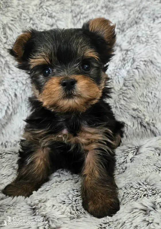 Pixie – Yorkshire Terrier puppy for sale in Fredericksburg, OH