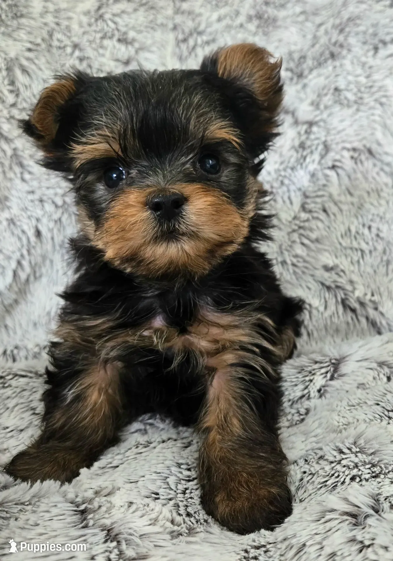 Pixie, a female Yorkshire Terrier for sale in Fredericksburg, OH – 1 of 7