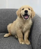 Niko, a male Golden Retriever for sale in Fredericksburg, OH – 5 of 8