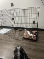 Nala , a female American Pit Bull Terrier for sale in Houston, TX – Photo 2 of 5