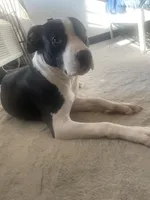 Nala , a female American Pit Bull Terrier for sale in Houston, TX – Photo 4 of 5