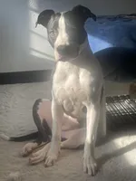 Nala , a female American Pit Bull Terrier for sale in Houston, TX – Photo 5 of 5