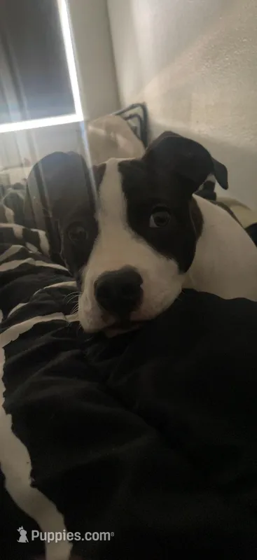 Nala  – American Pit Bull Terrier puppy for sale in Houston, TX