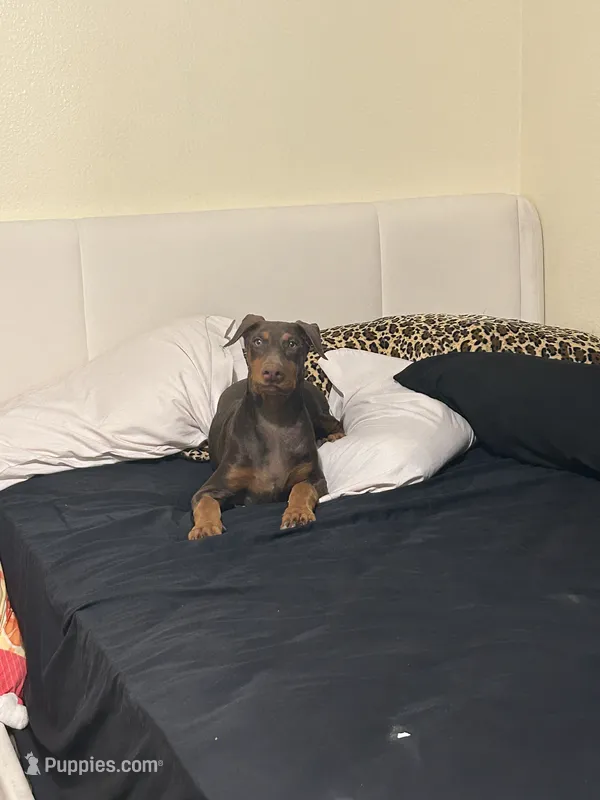 Drako – Doberman Pinscher puppy for sale in Bellflower, CA
