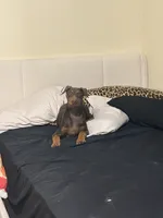 Drako, a male Doberman Pinscher for sale in Bellflower, CA – 1 of 3