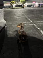 Drako, a male Doberman Pinscher for sale in Bellflower, CA – 2 of 3