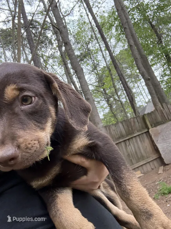 Puppy 5 – American Staffordshire Terrier, Australian Shepherd puppy for sale in Hattiesburg, MS