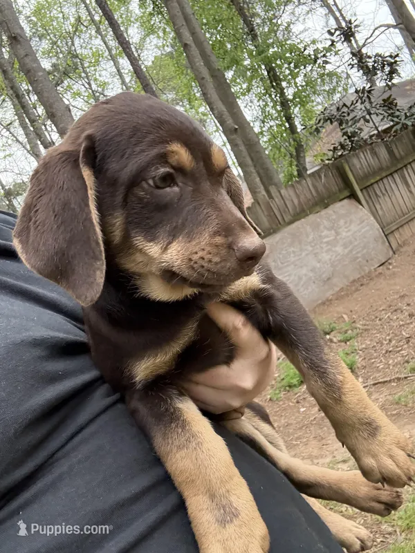Puppy 6 – American Staffordshire Terrier, Australian Shepherd puppy for sale in Hattiesburg, MS