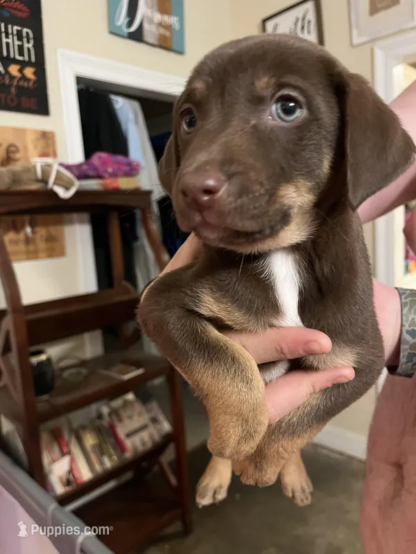 Puppy-2 – American Staffordshire Terrier, Australian Shepherd puppy for sale in Hattiesburg, MS