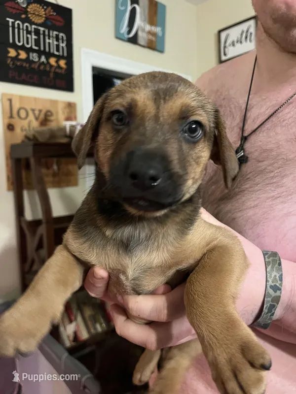 Puppy-3 – American Staffordshire Terrier, Australian Shepherd puppy for sale in Hattiesburg, MS