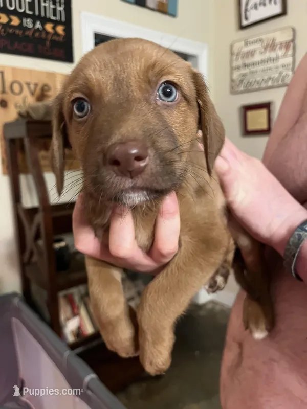 Boy-1 – American Staffordshire Terrier, Australian Shepherd puppy for sale in Hattiesburg, MS