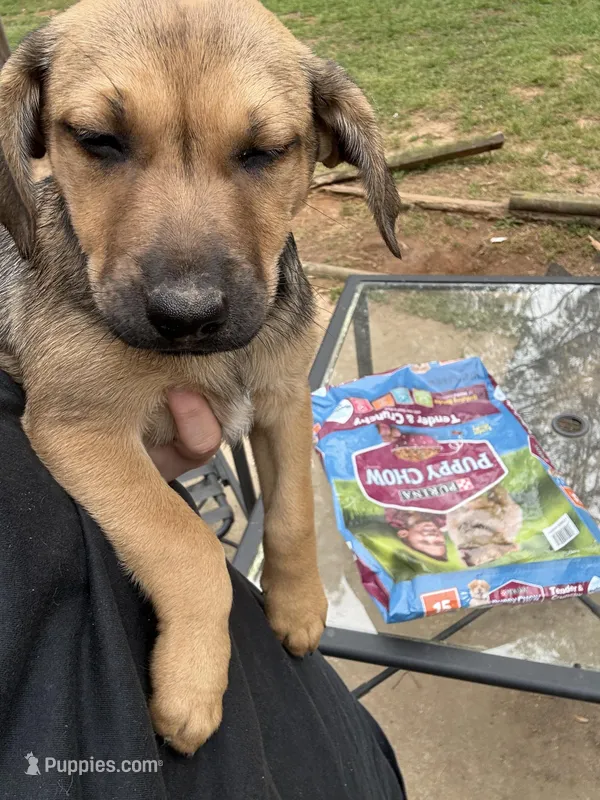 Puppy 8 – American Staffordshire Terrier, Australian Shepherd puppy for sale in Hattiesburg, MS