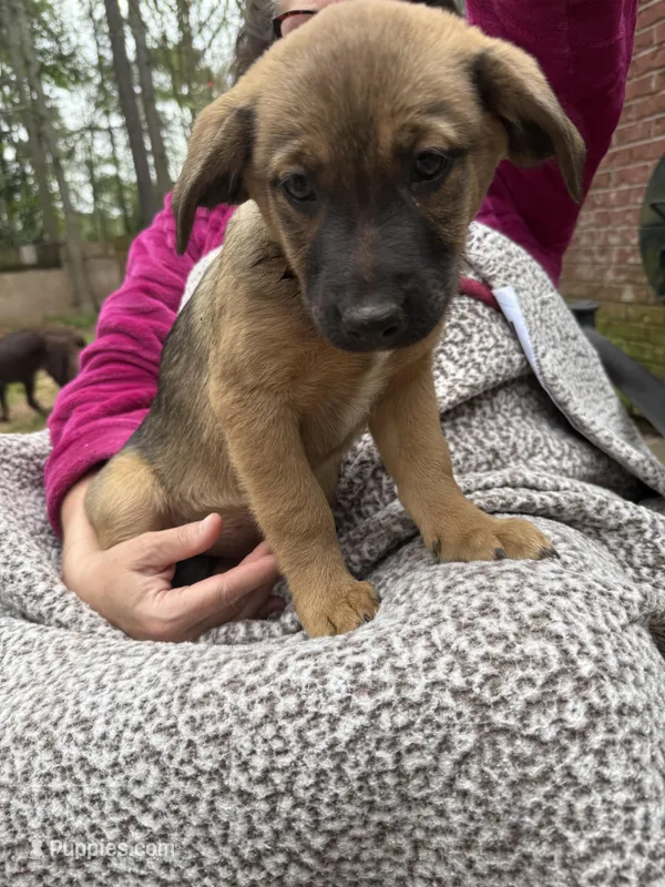 Puppy 7 – American Staffordshire Terrier, Australian Shepherd puppy for sale in Hattiesburg, MS