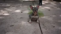 Ollie, a male French Bulldog for sale in Miami, FL – 3 of 3