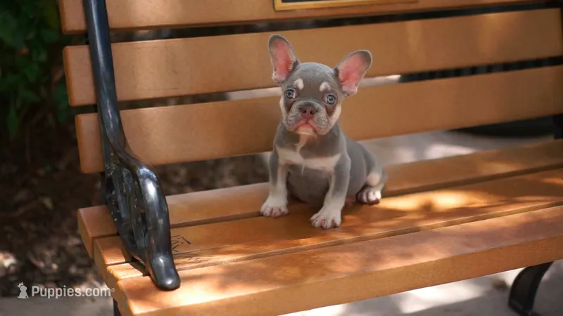 Ollie – French Bulldog puppy for sale in Miami, FL